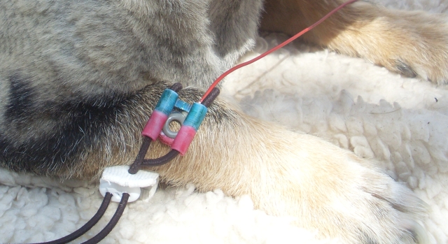 Photobeschreibung: Zeigt den Kunststoffadapter mit eingeschobener EEG-Elektrode am Bein des Hundes.